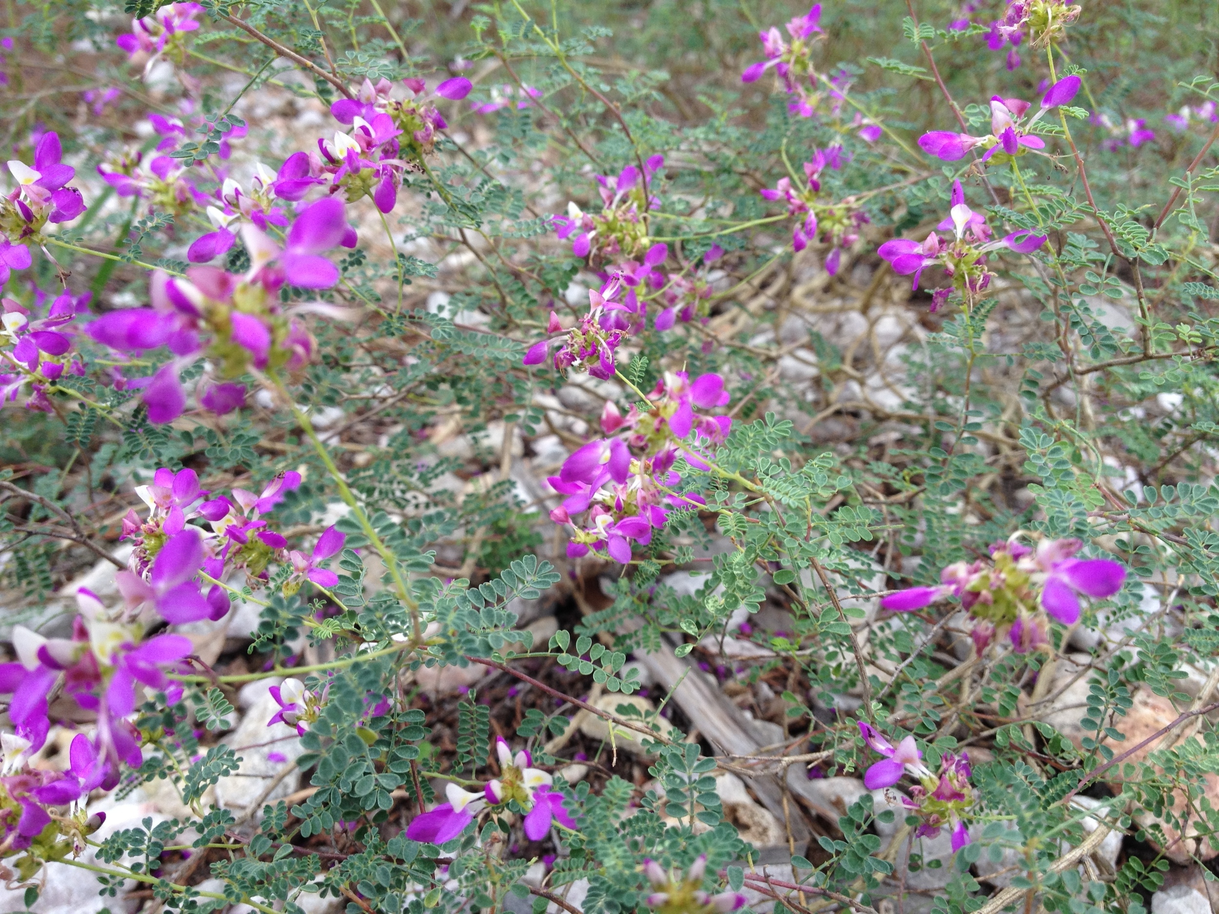 Dalea Frutescens- Black Dalea Now is the time to plant wildflower seed for them to come up in the spring. Check out this great native plant for your yard.