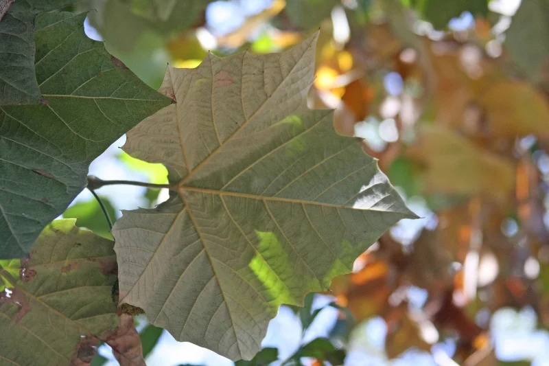 Planting large shade trees, like this Mexican Sycamore, are a great way to cut down on your utility bills, by planting to the southwest of your house.
