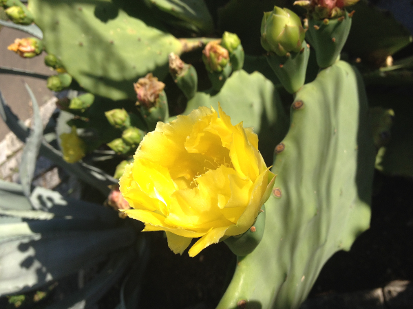 Spineless Prickly Pear in bloom.