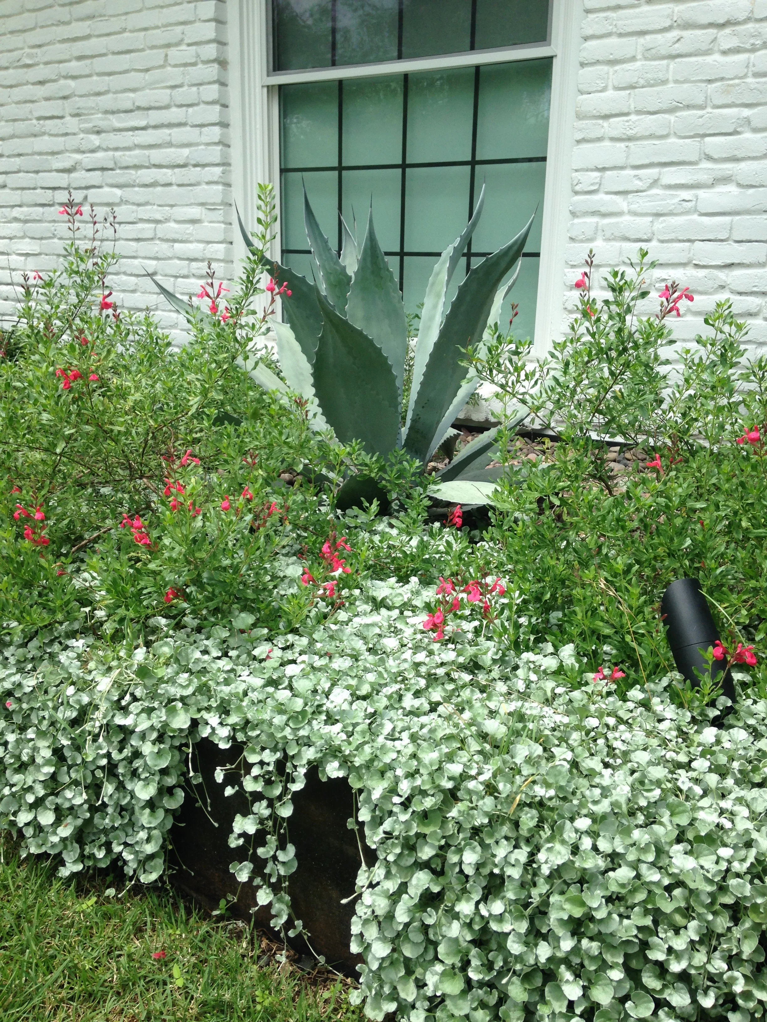Garden with agave plant, red flowers, gray-green foliage, and a white brick wall and window in the background.