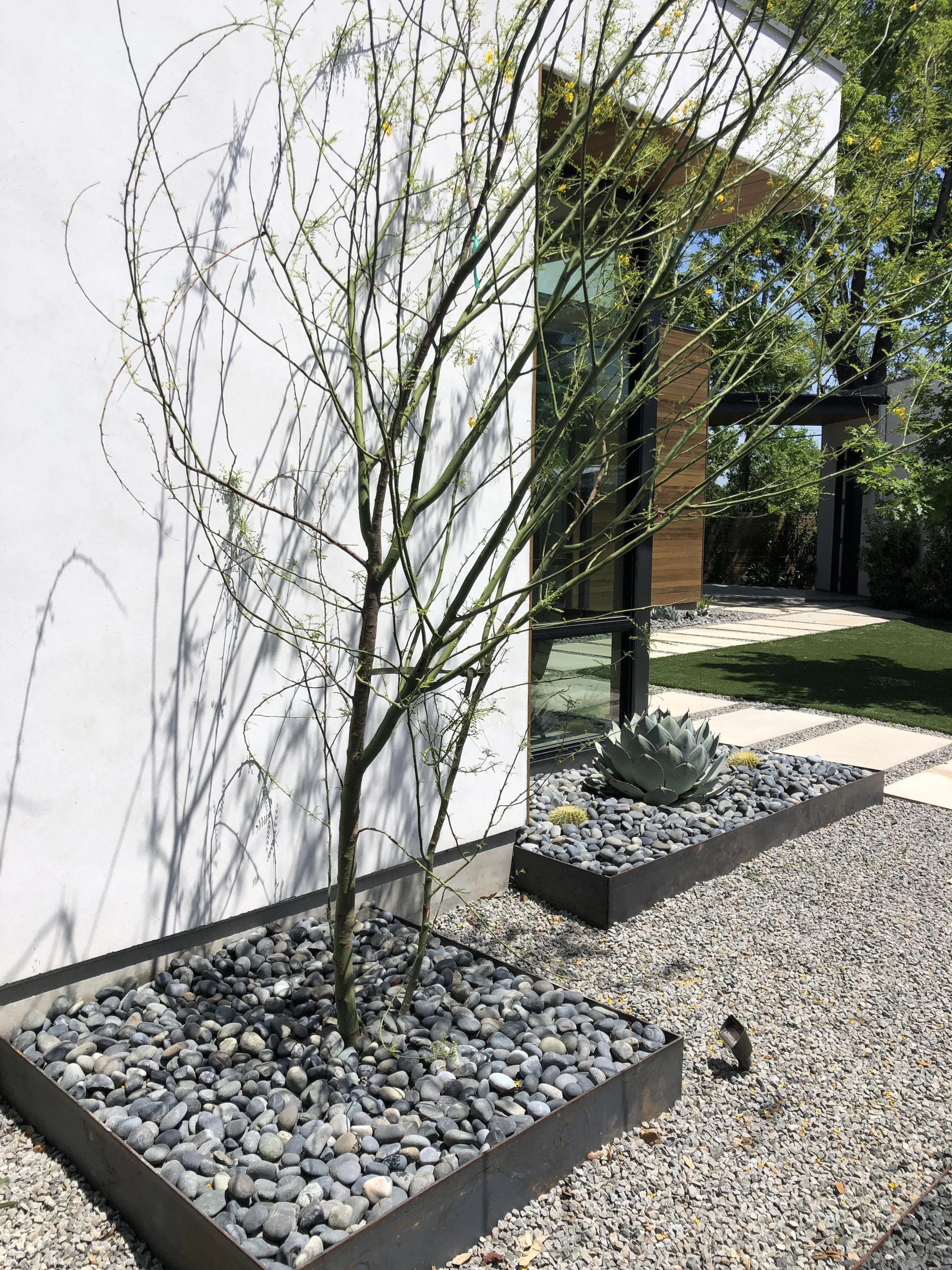 Minimalist garden with small trees and succulents in raised planters filled with gray pebbles, adjacent to a modern white building.