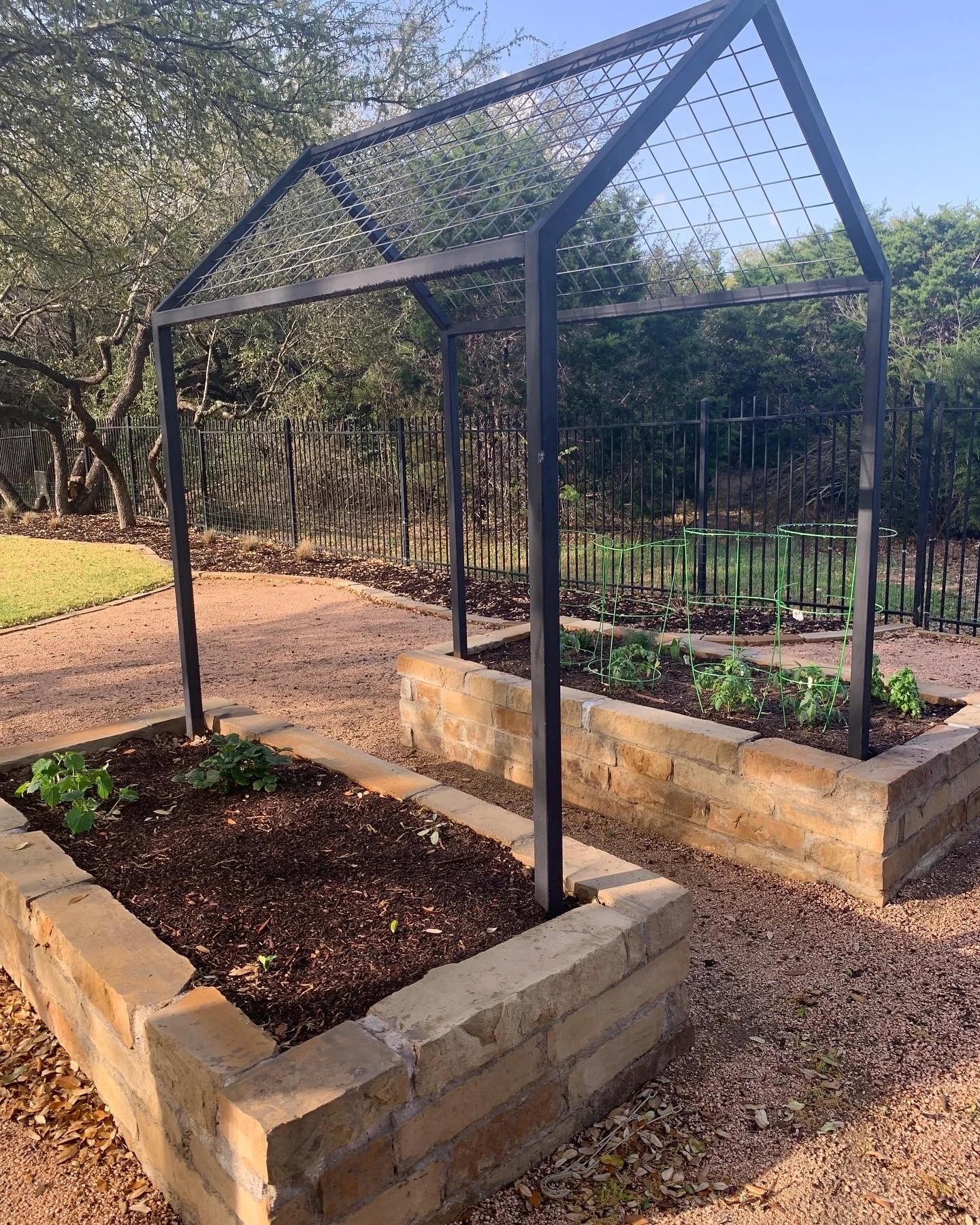 Raised garden beds with metal trellis, young plants, trees, and metal fence in the background.