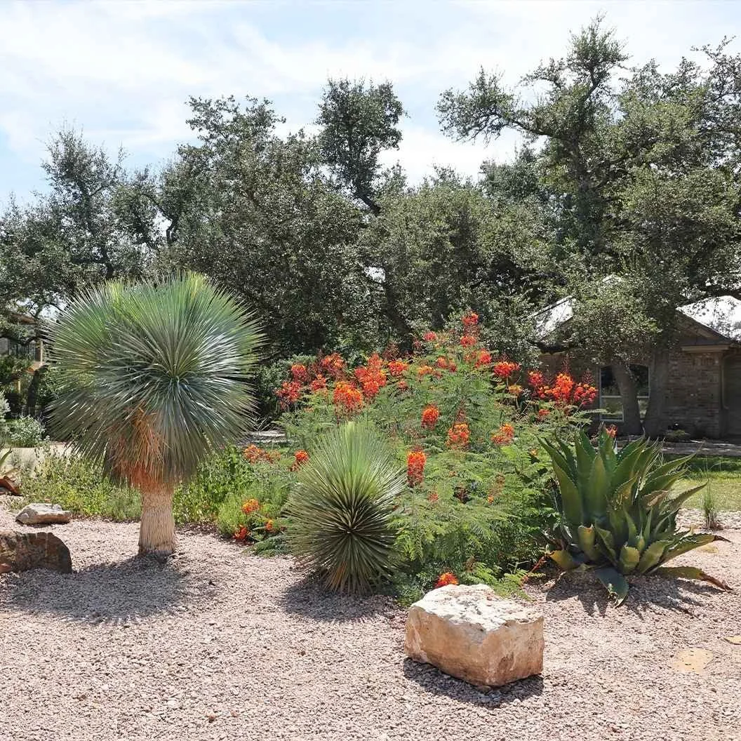 Terra Dura Landscapes
