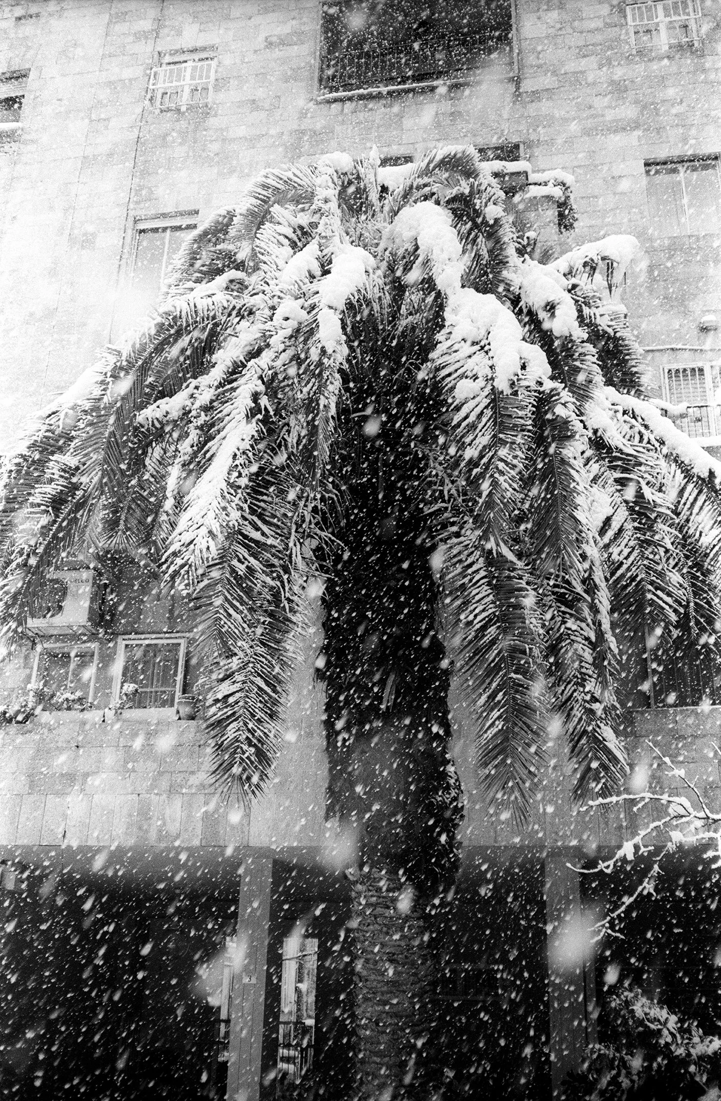 albert grondahl_albert grøndahl.jpg