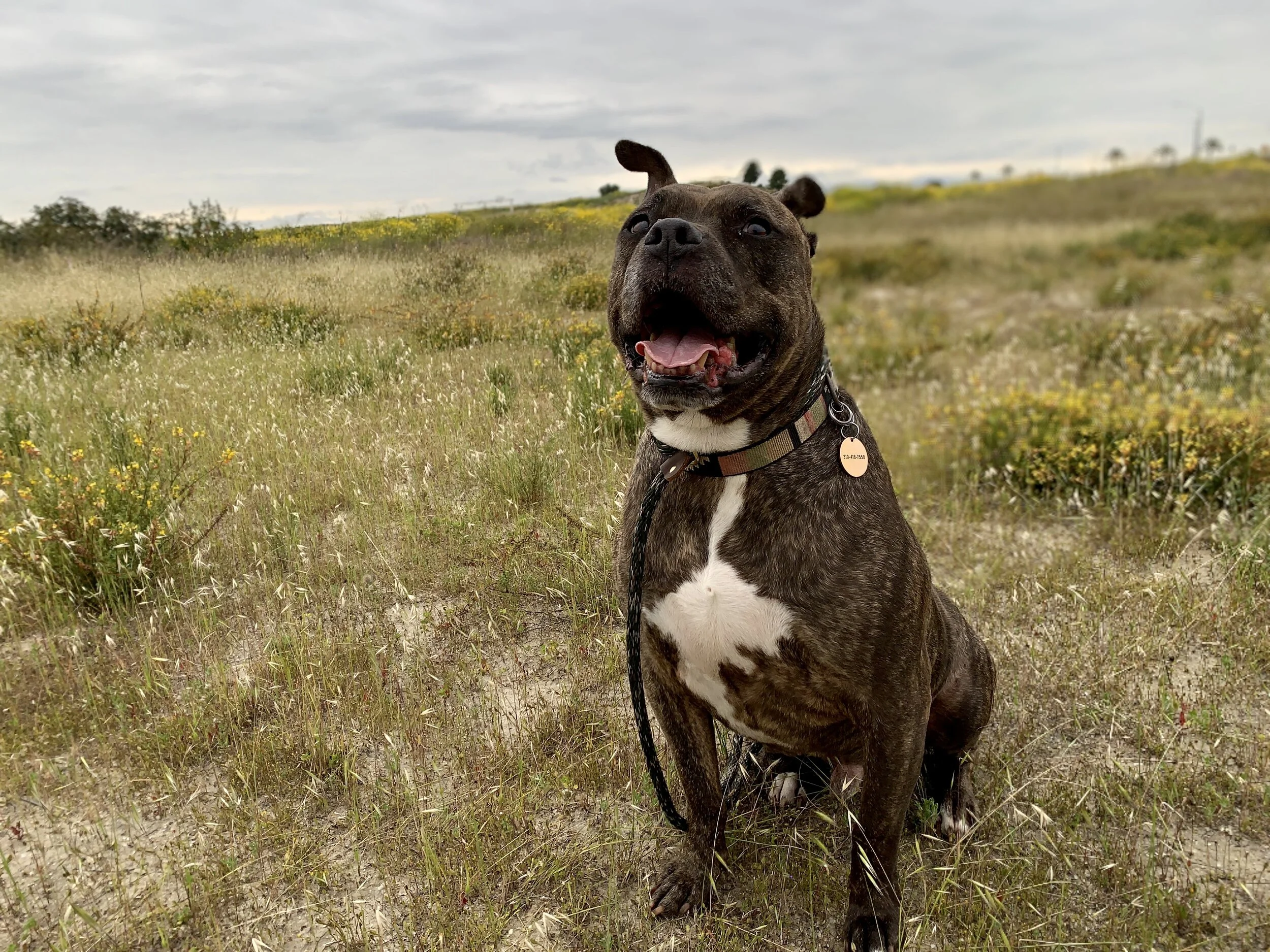 aggressive dog sanctuary
