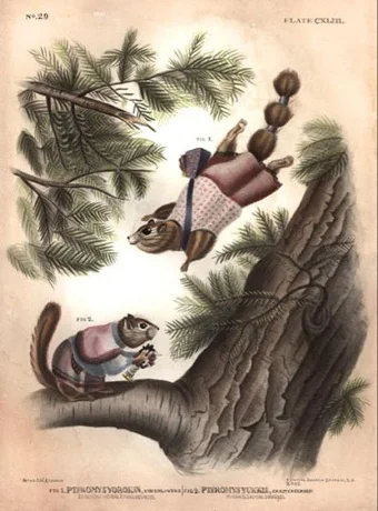 asquirrel.jpg