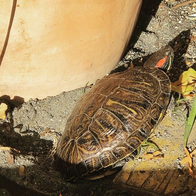 Wasabi aka. Floater left the pond to lay her eggs on land. That time of the year! She was brought home by one of our kids years ago. She digs her back feet into the sand in a rhythmic motion... her sister Ginger has come out of the water as well. Any