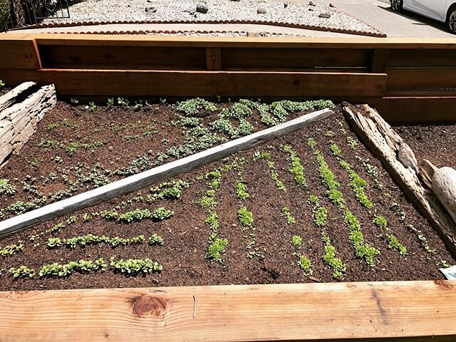 So excited about the growth in our new built vegetable boxes. Plant art and drawing lines with seed in the dirt has to do for right now... arugula, varieties of lettuce, kale and bak choy are my ink in our mother&rsquo;s body.
🌱 no gloves! #sproutin