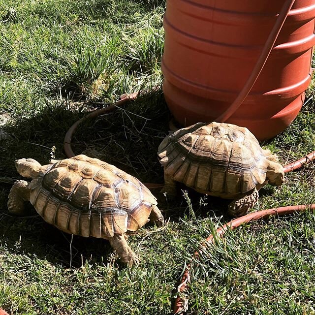 Daily quality time spend with Earl and Big Mama, our biggest Sulcatas. A lot of hosing them down while watering, weeding and pruning the garden, so they can have special snacks besides their hours of grazing. Most entertaining lawnmowers ever! 🐢 Xox