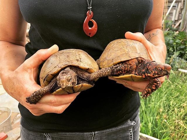 Our friends TNT visited for my birthday a couple of days ago and one T became enamored with Zora and Ruckus our fabulous Three Toed Box Turtles. The next day we built them a little pond in their enclosure! Such fun creatures! Xox #boxturtles #threeto