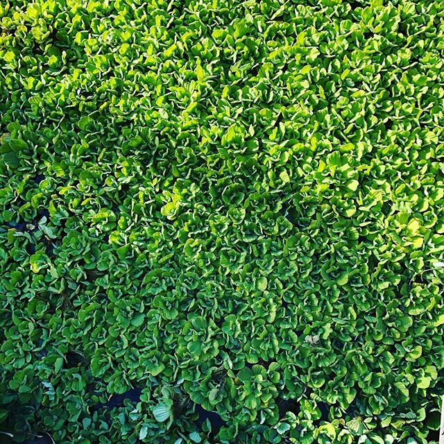 Our pond is almost completely covered with water lettuce. We are about to compost a large amount of it, to let the fish have some surface to be fed again soon. Let me know if you are interested in having water lettuce for your pond or a pond by your 