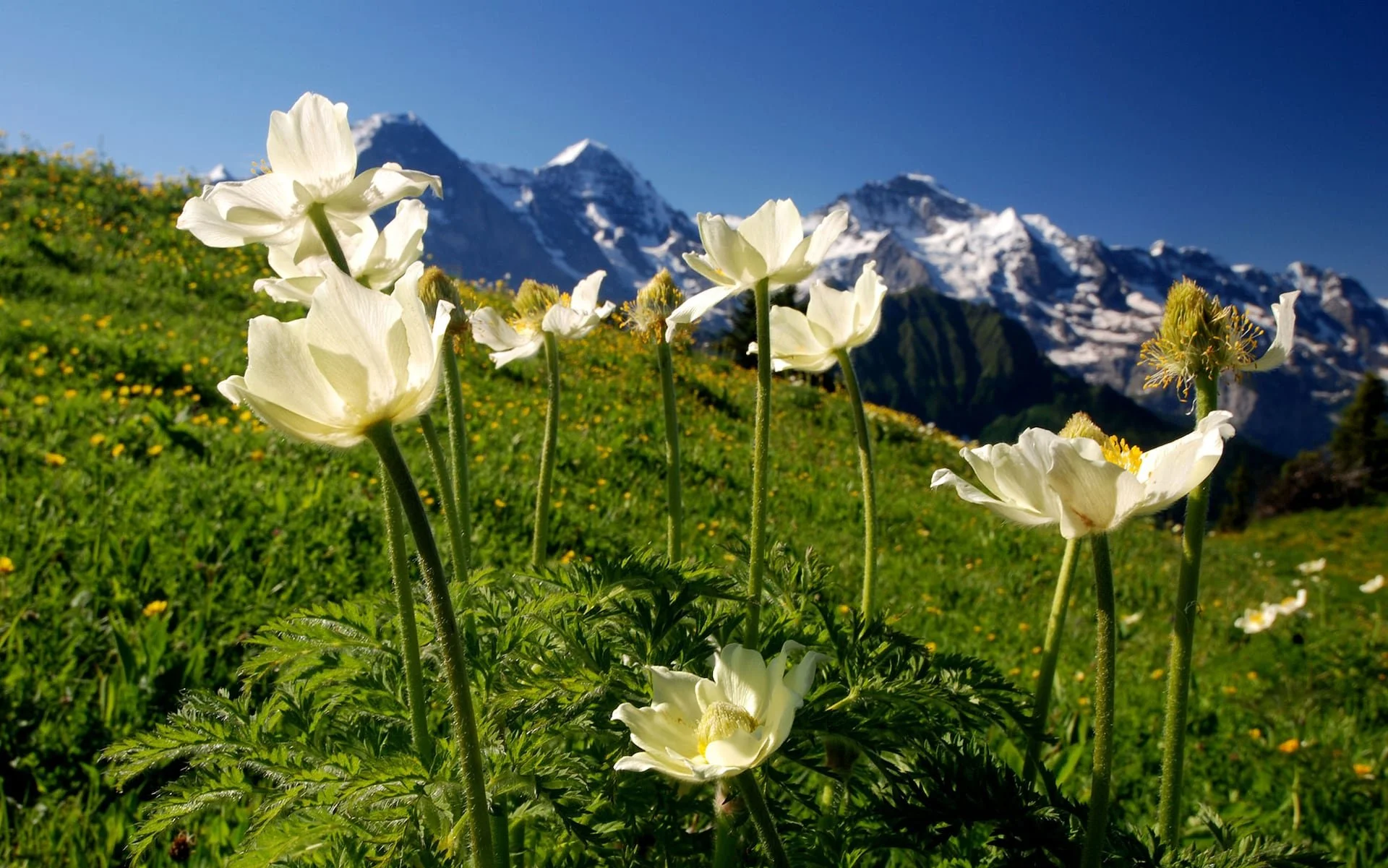 alpen-flowers-switzerland.jpg