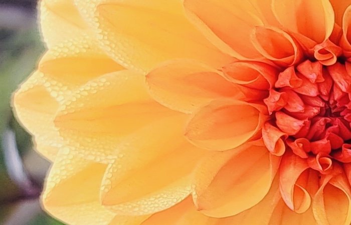 Dahlia closeup.jpg
