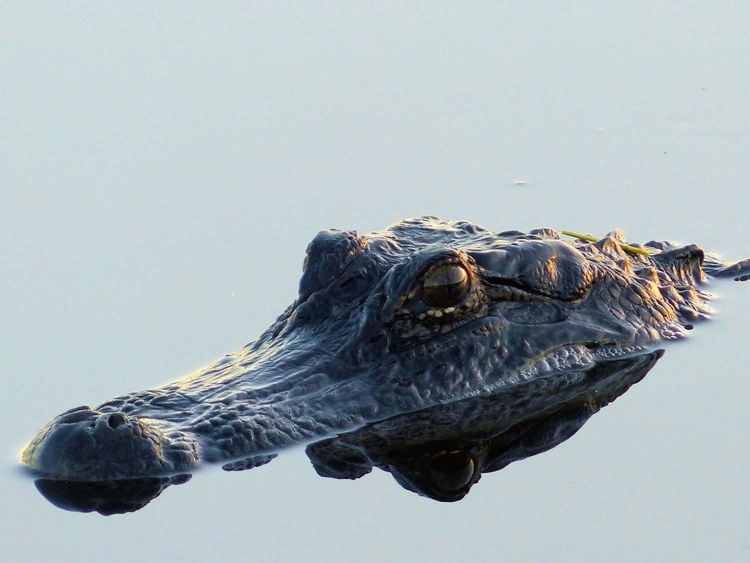 Awesome Alligator