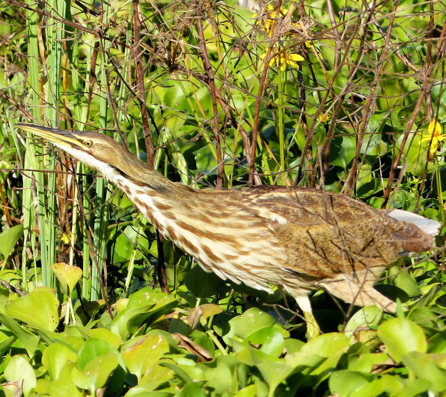 American Bittern