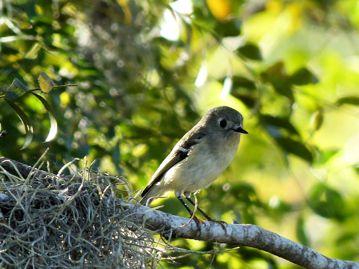 Female Ruby Crowned Kinglet