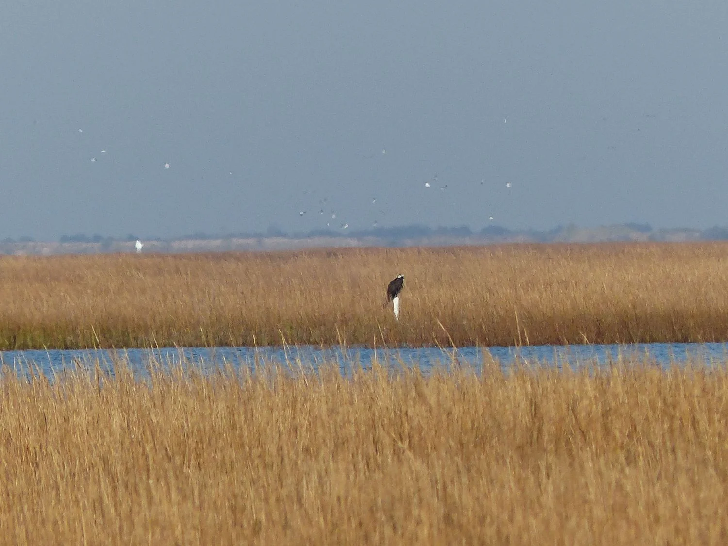 Large bird of prey really far away