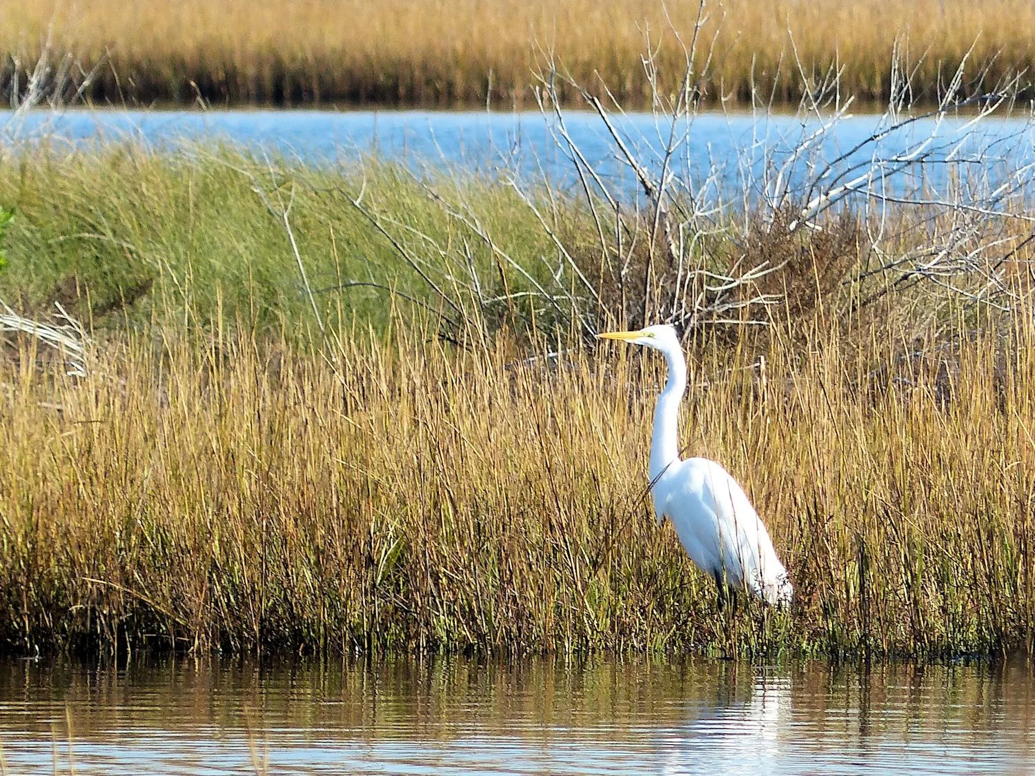 Great Egret not so far away