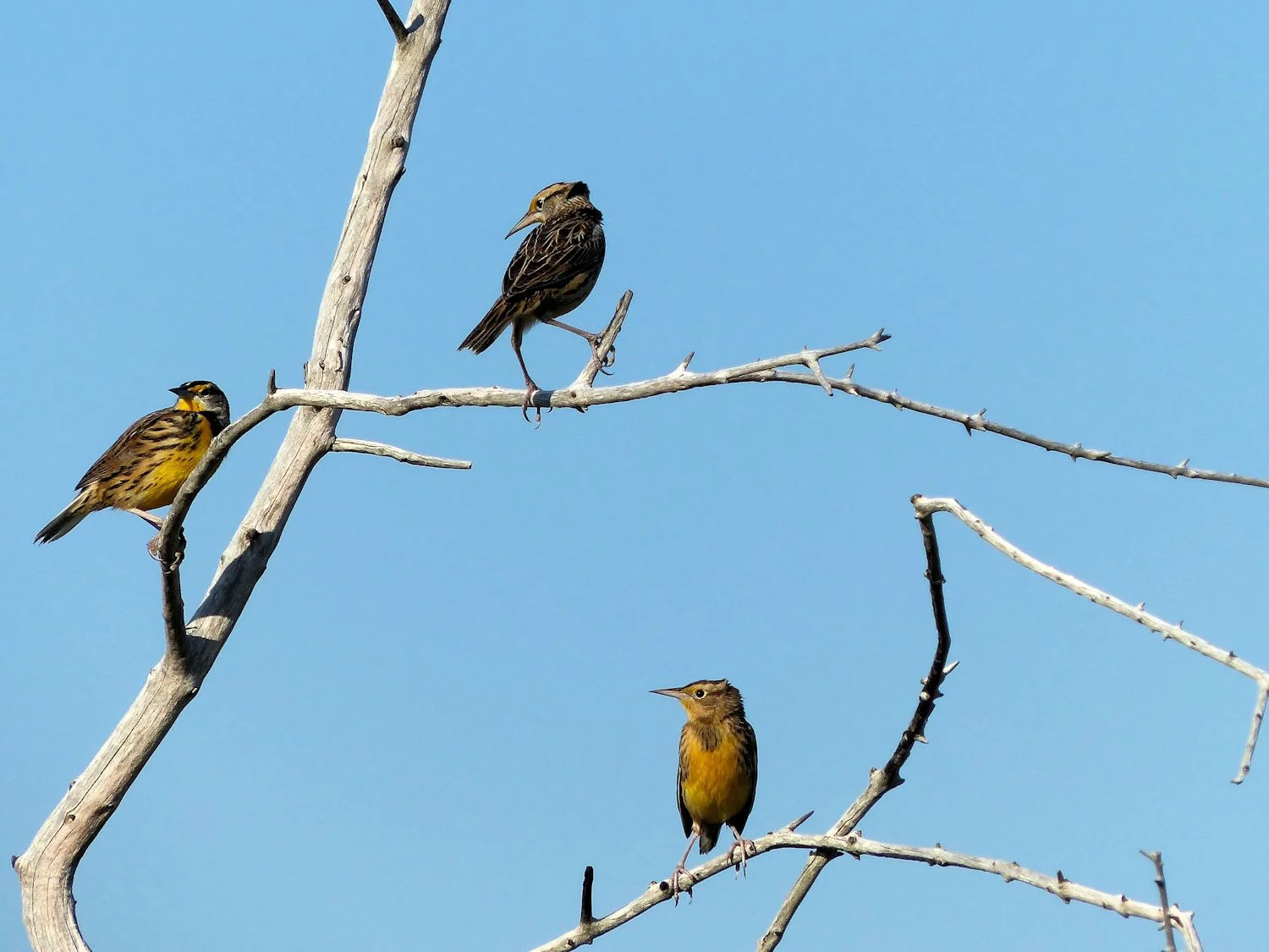 Eastern Meadowlarks