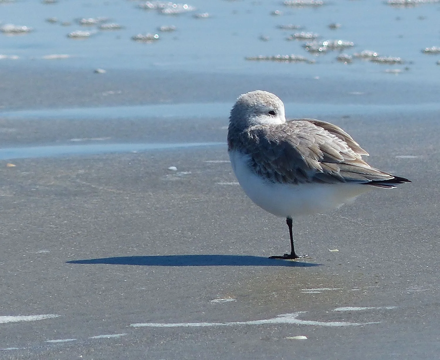 Sandpiper in nap mode.