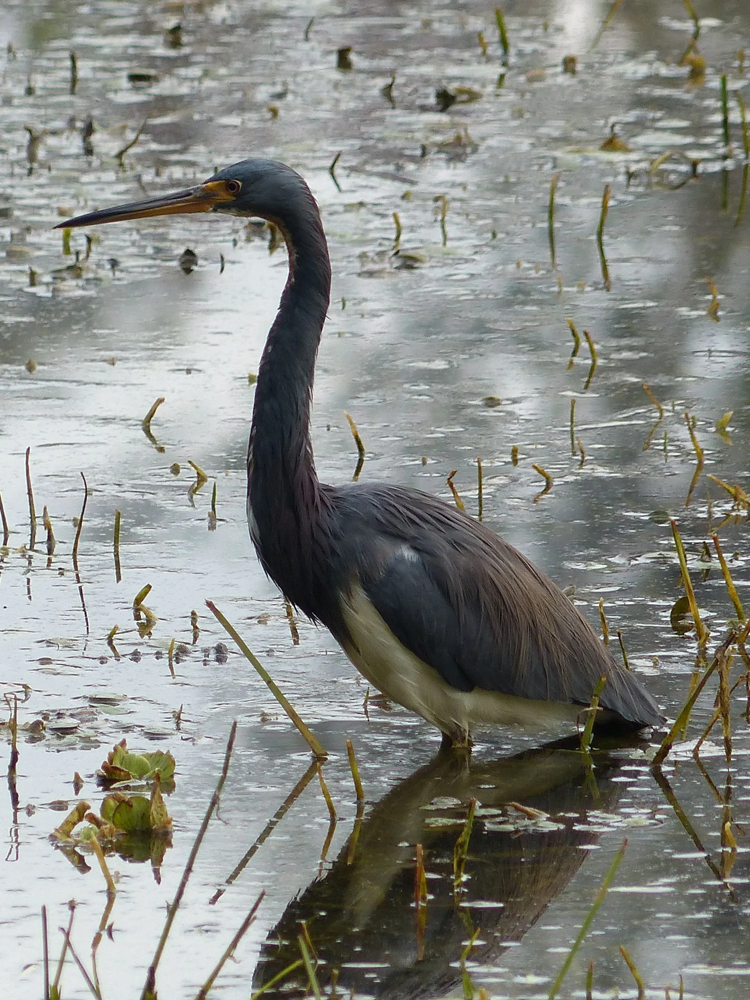 The bird formerly known as the Louisiana Heron, now called the Tri-colored Heron.