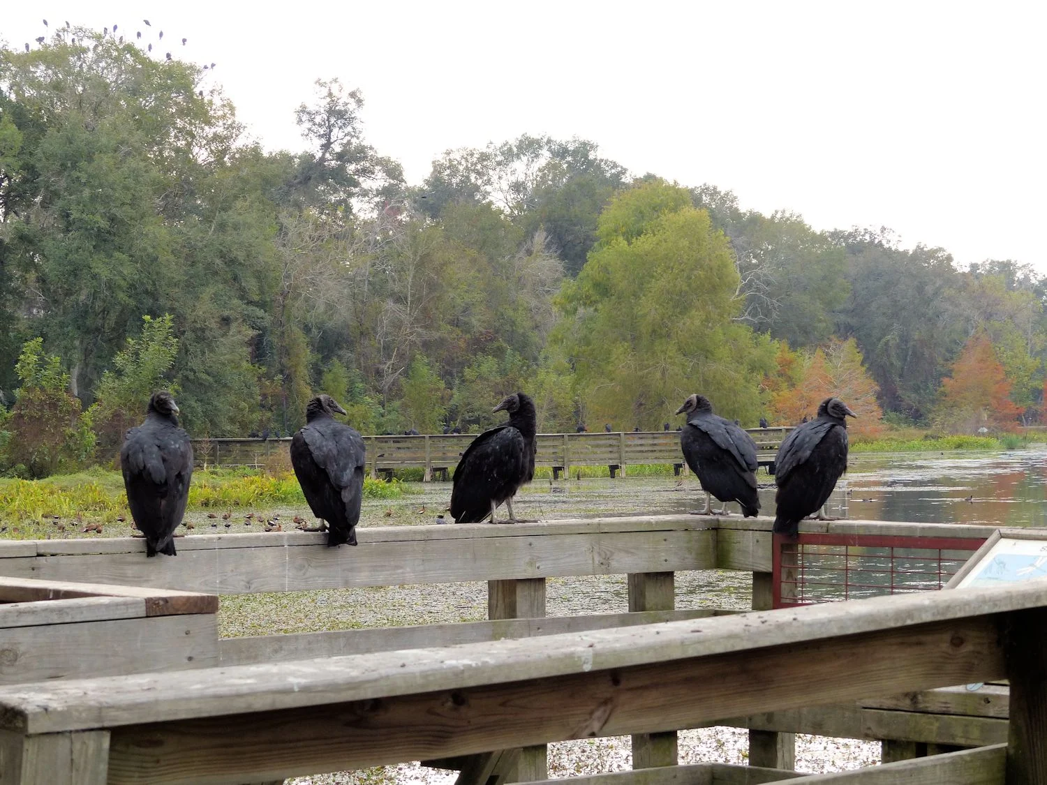 MOAR vultures