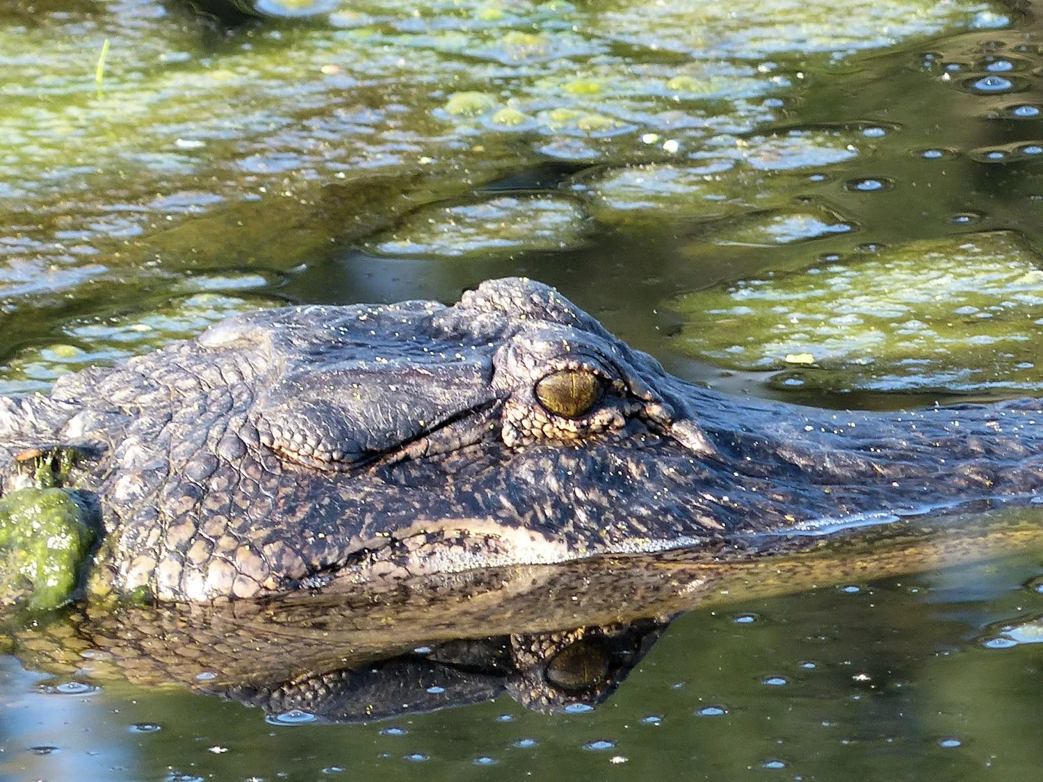 Ugly alligator with pond scum