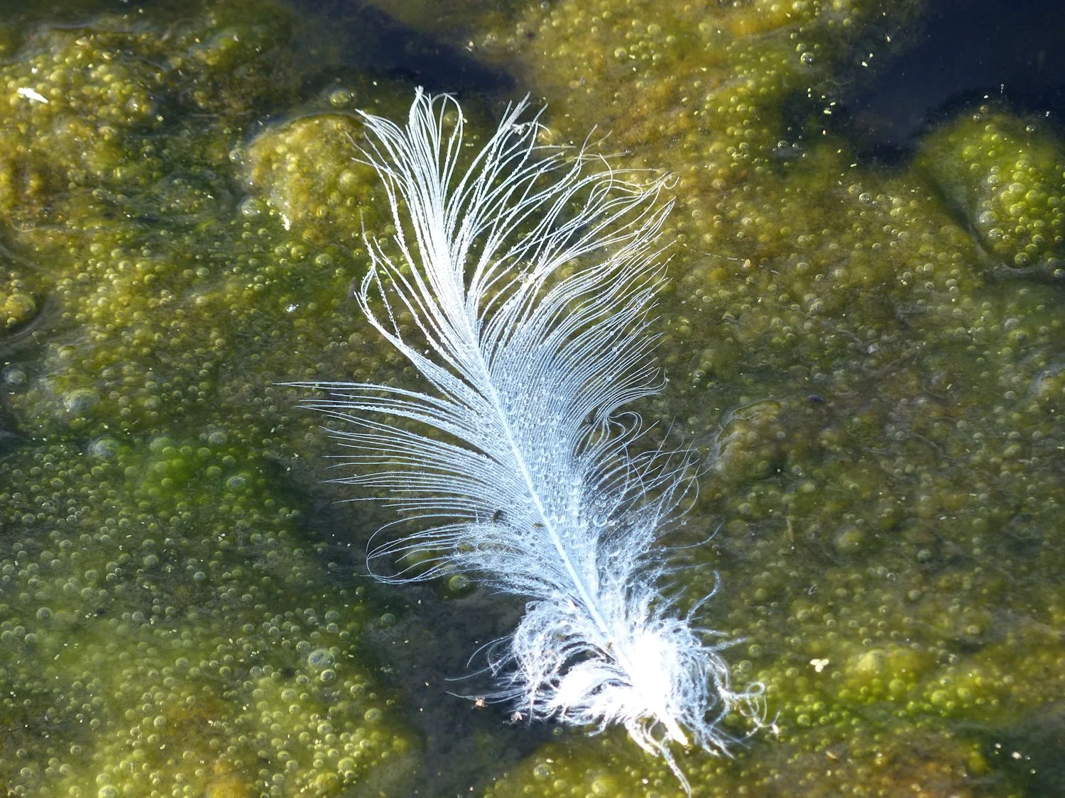 Floating feather