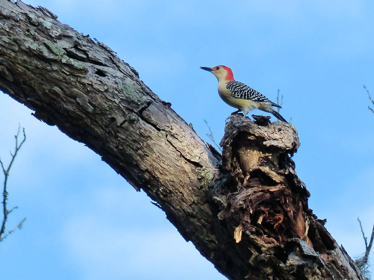 Red-bellied woodpecker