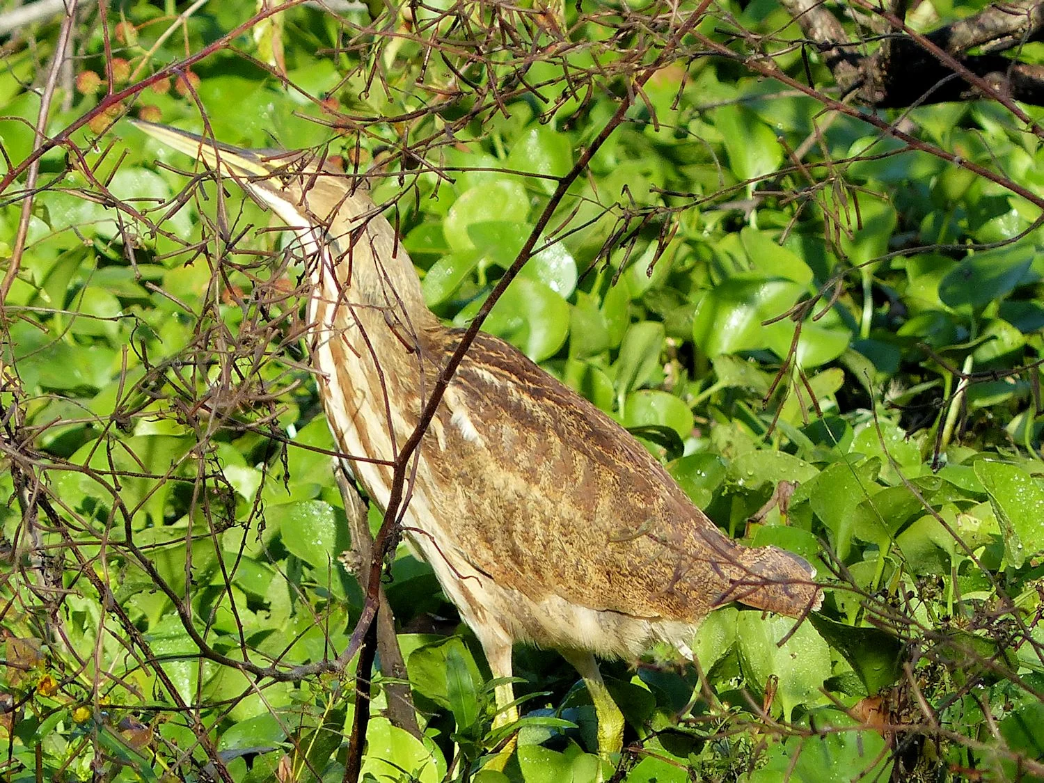 American Bittern who thinks he is camouflaged