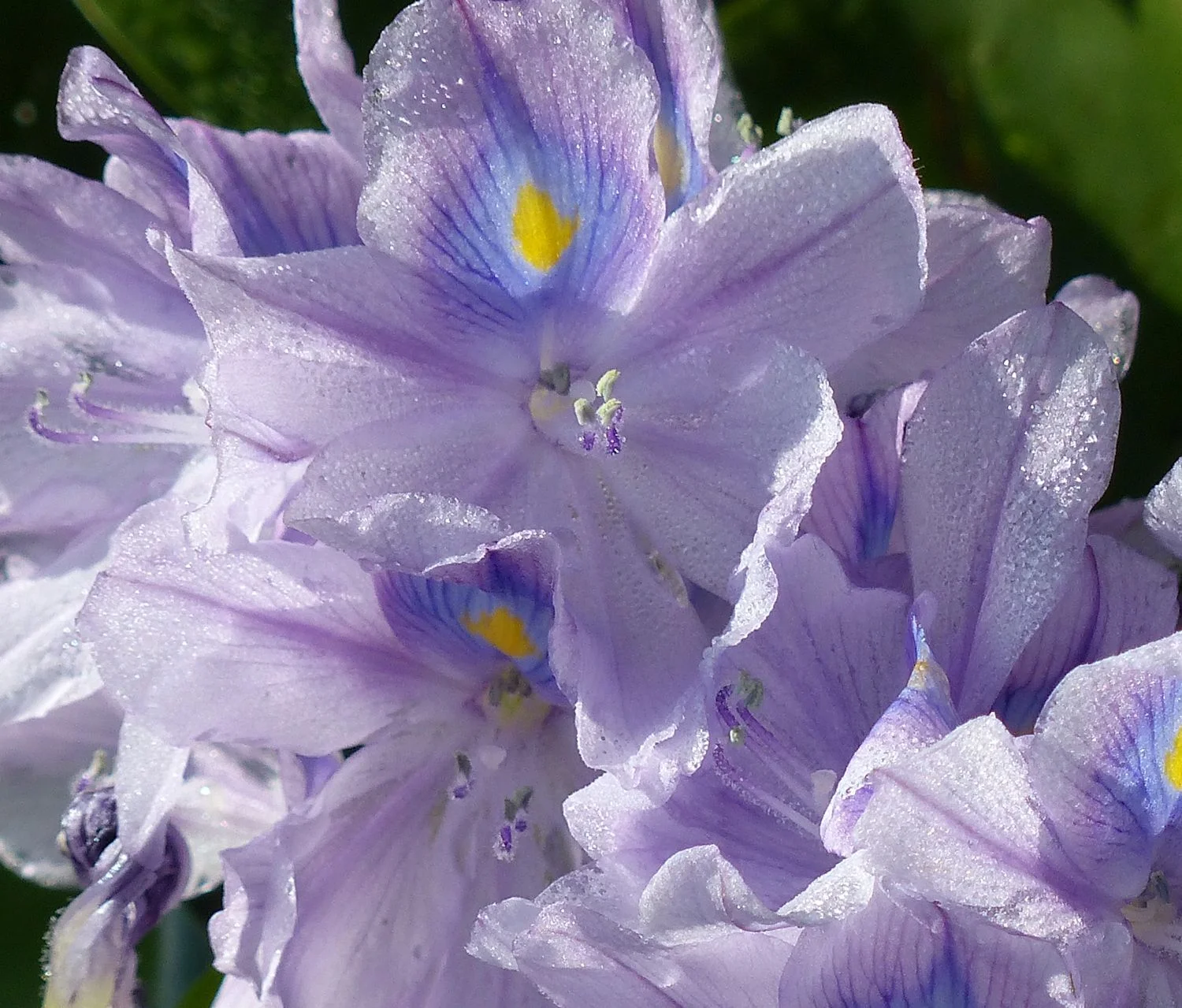 Water hyacinth blossom