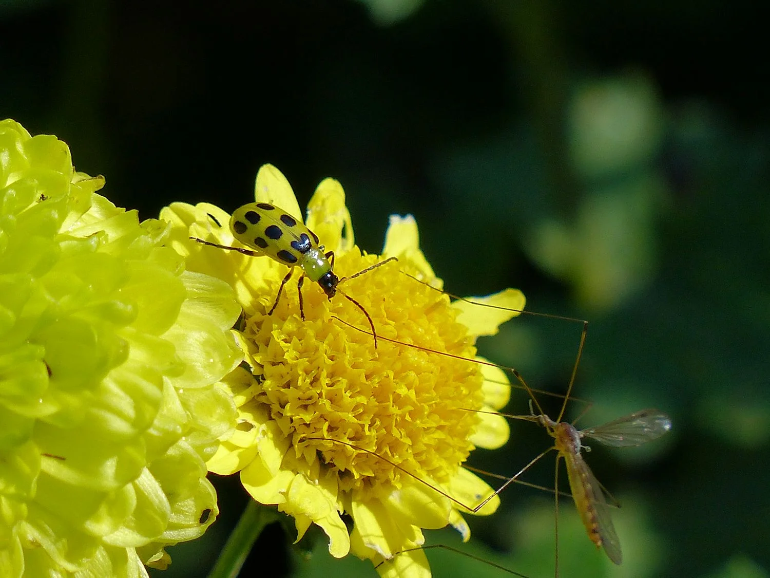 Color coordinated bug and flower with surprise Mosquito Hawk