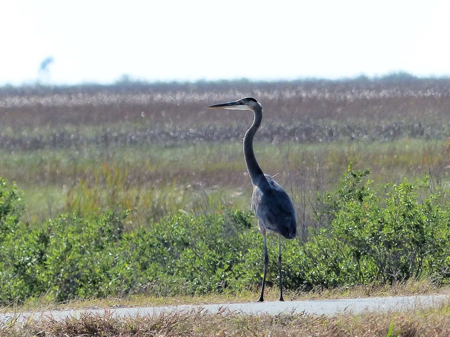 Great Blue Heron strutting his stuff down the middle of the road
