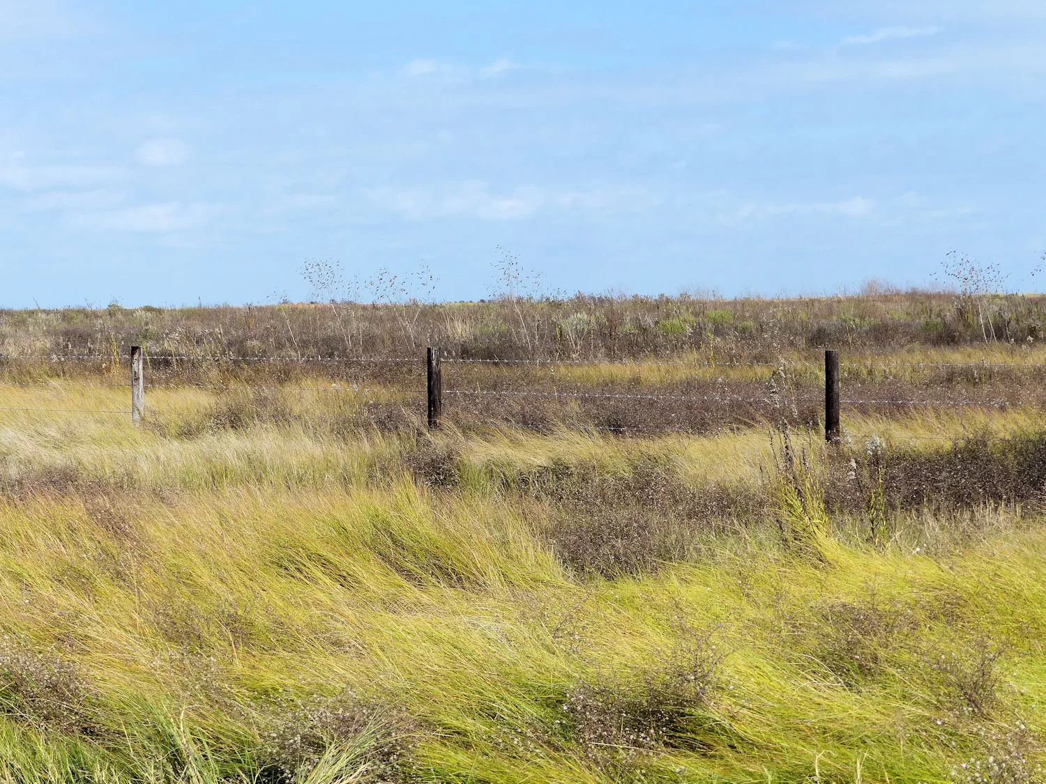 Sea of grass and sky