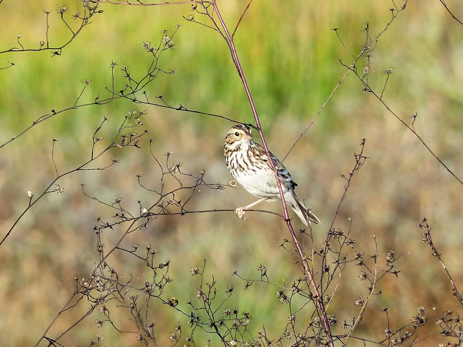 Savannah Sparrow