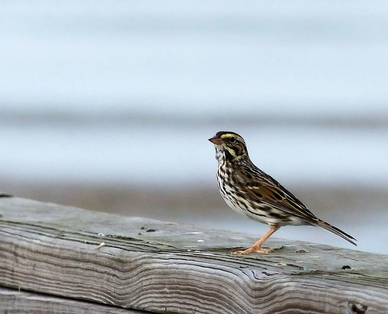 Savannah Sparrow on pier railing