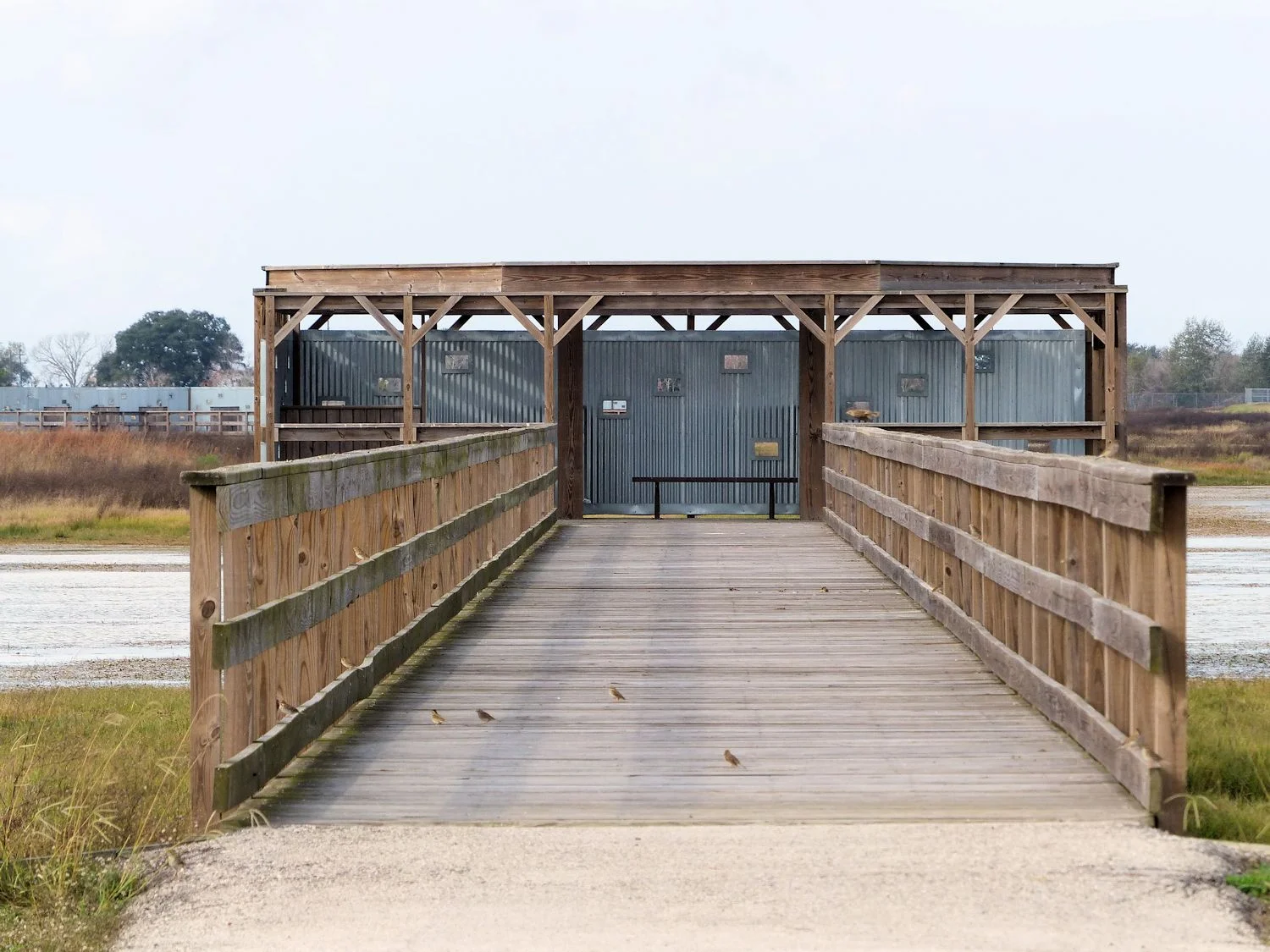 Elevated walkway out to blind (with Savannah Sparrows on the walk and rails)