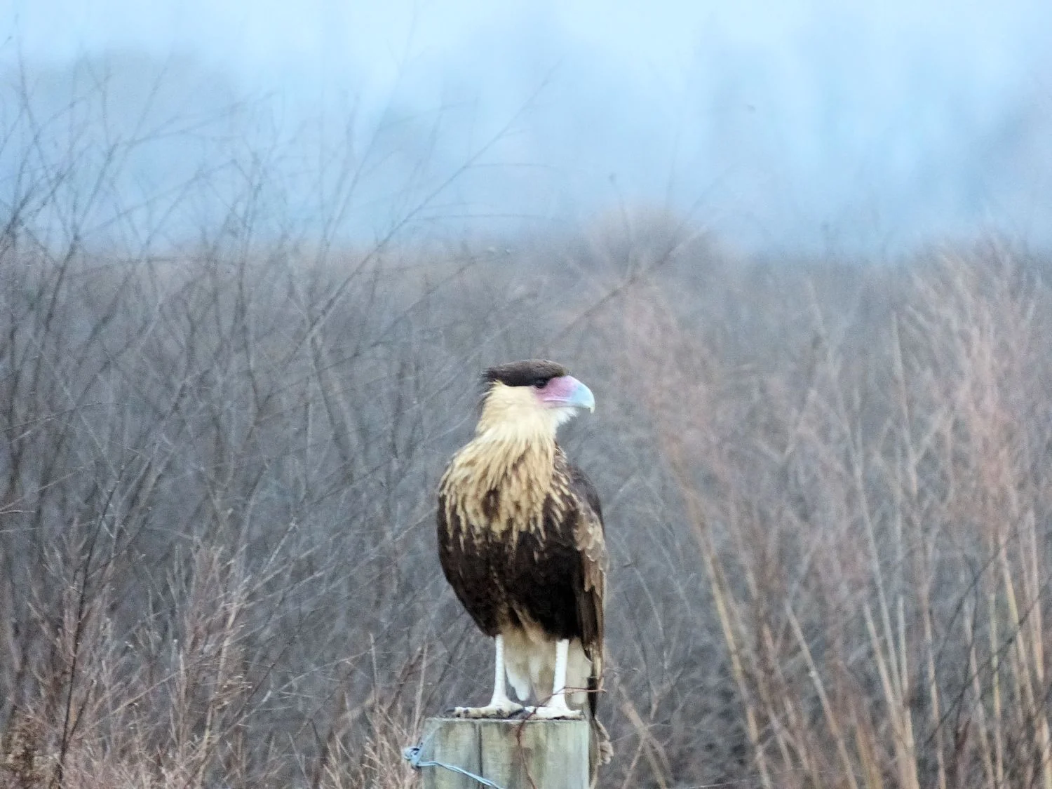Crested Caracara