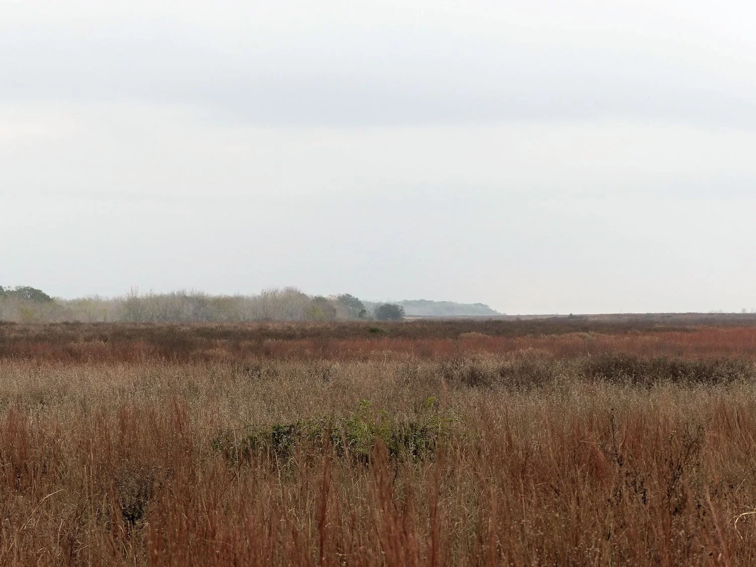 Attwater Prairie Chicken Refuge - those are just trees in the distance. Not mountains, Carolyn.