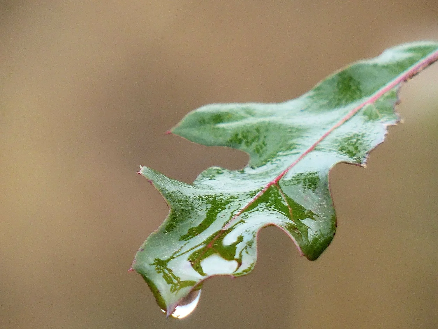 Drop...