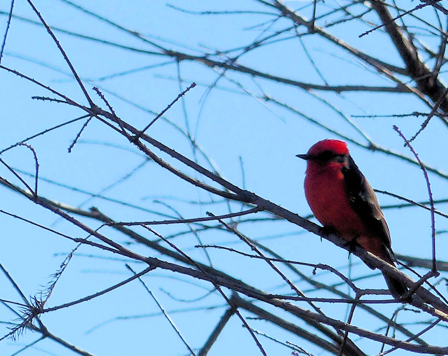 Vermillion Flycatcher perched...