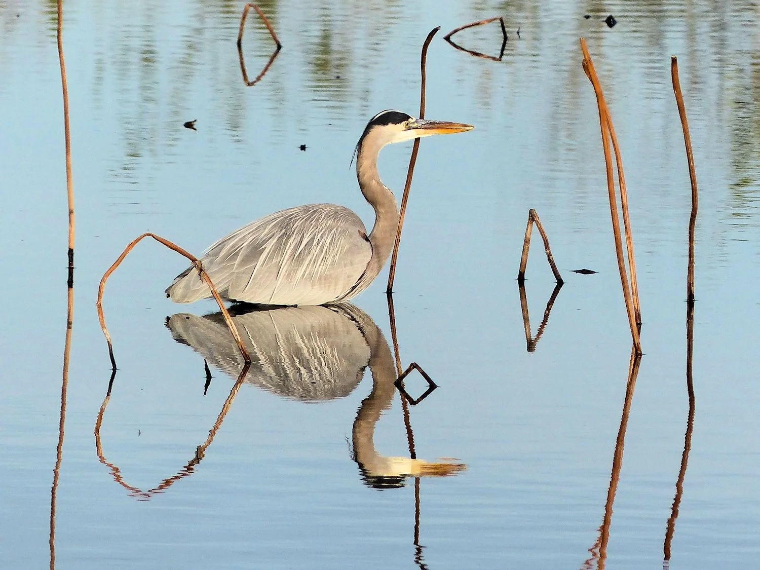 Great Blue Heron and his reflection