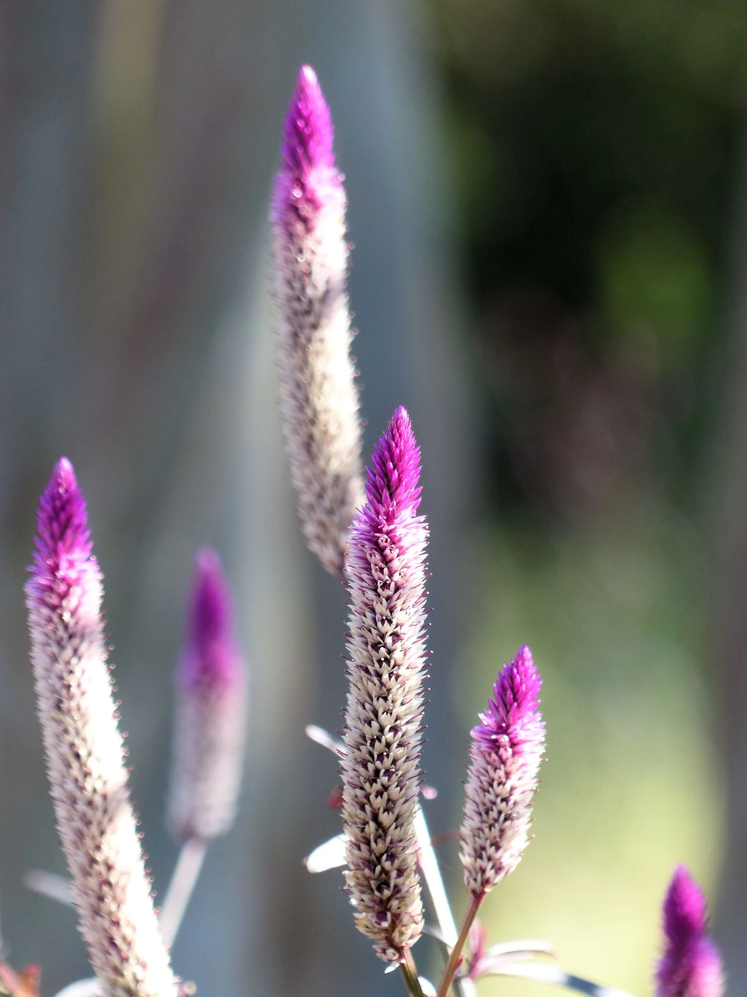 Purple spikey thing