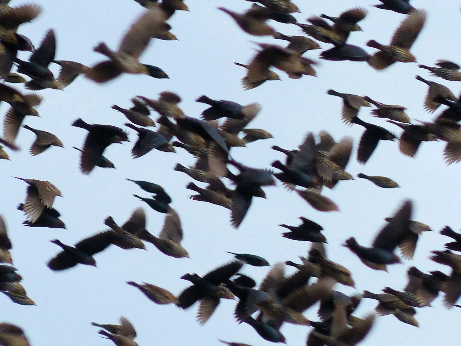 Katy_blkbird_flush_1500.jpg
