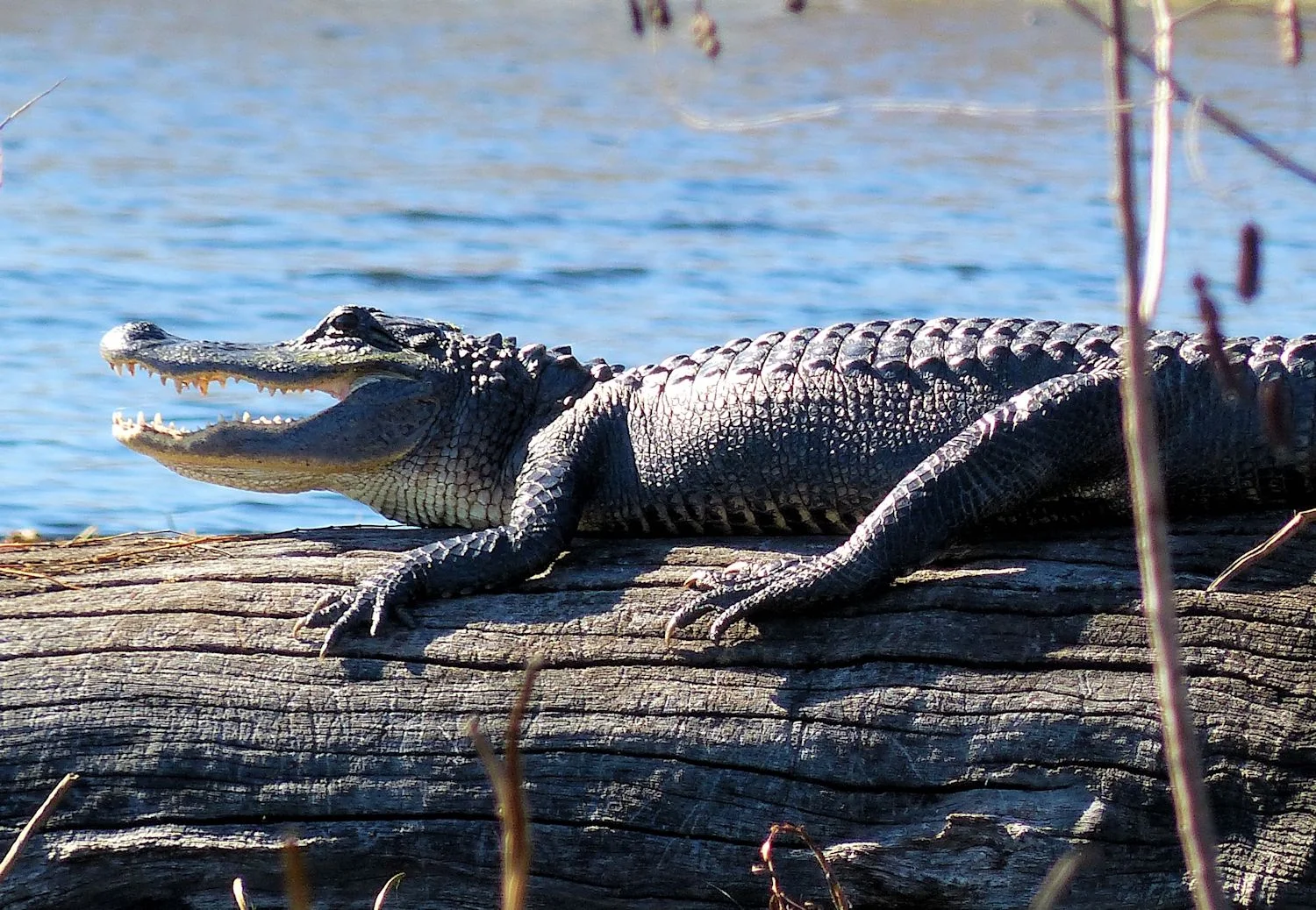 Now, this is a big alligator.
