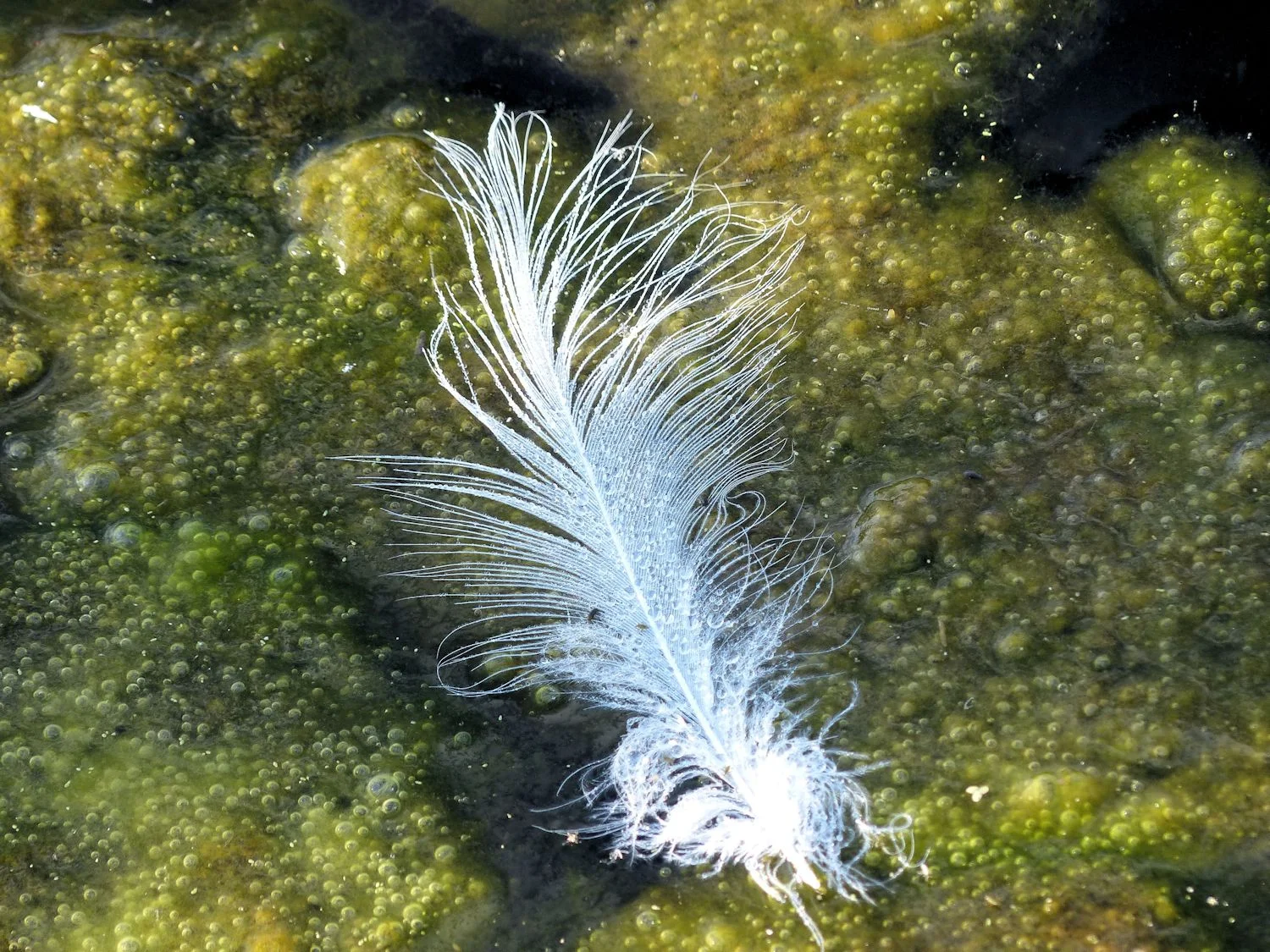 No. 1 Entry - Feather on Pond Scum