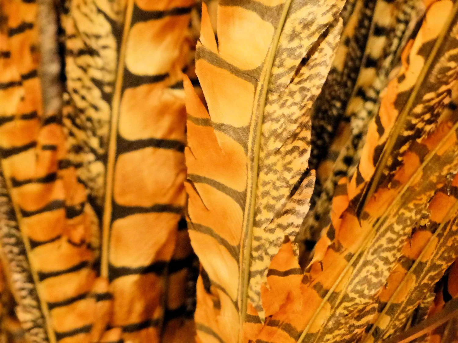 No. 2 Entry - Feathers in a VAHZ