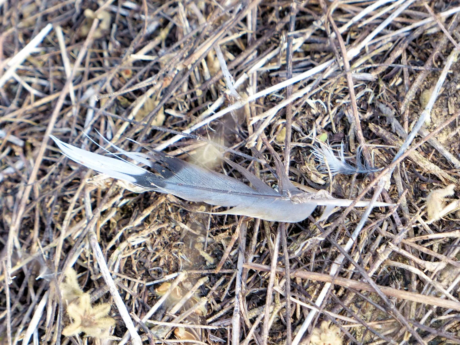 Entry No. 4 - Feather left at the crime scene
