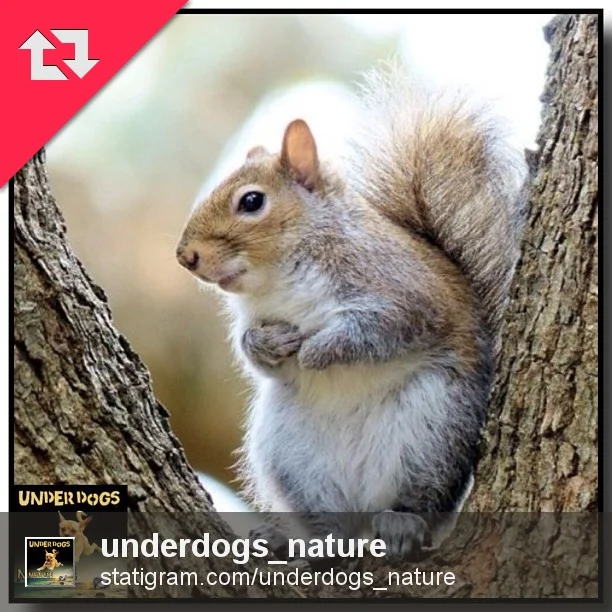 Cute little squirrel from the neighborhood
