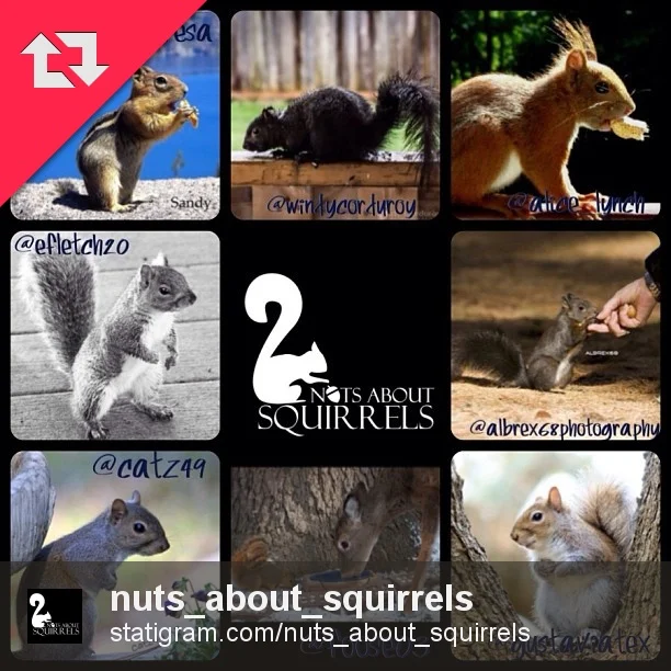 Friday feature for Nuts about Squirrels